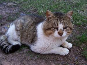 ВИК у котов